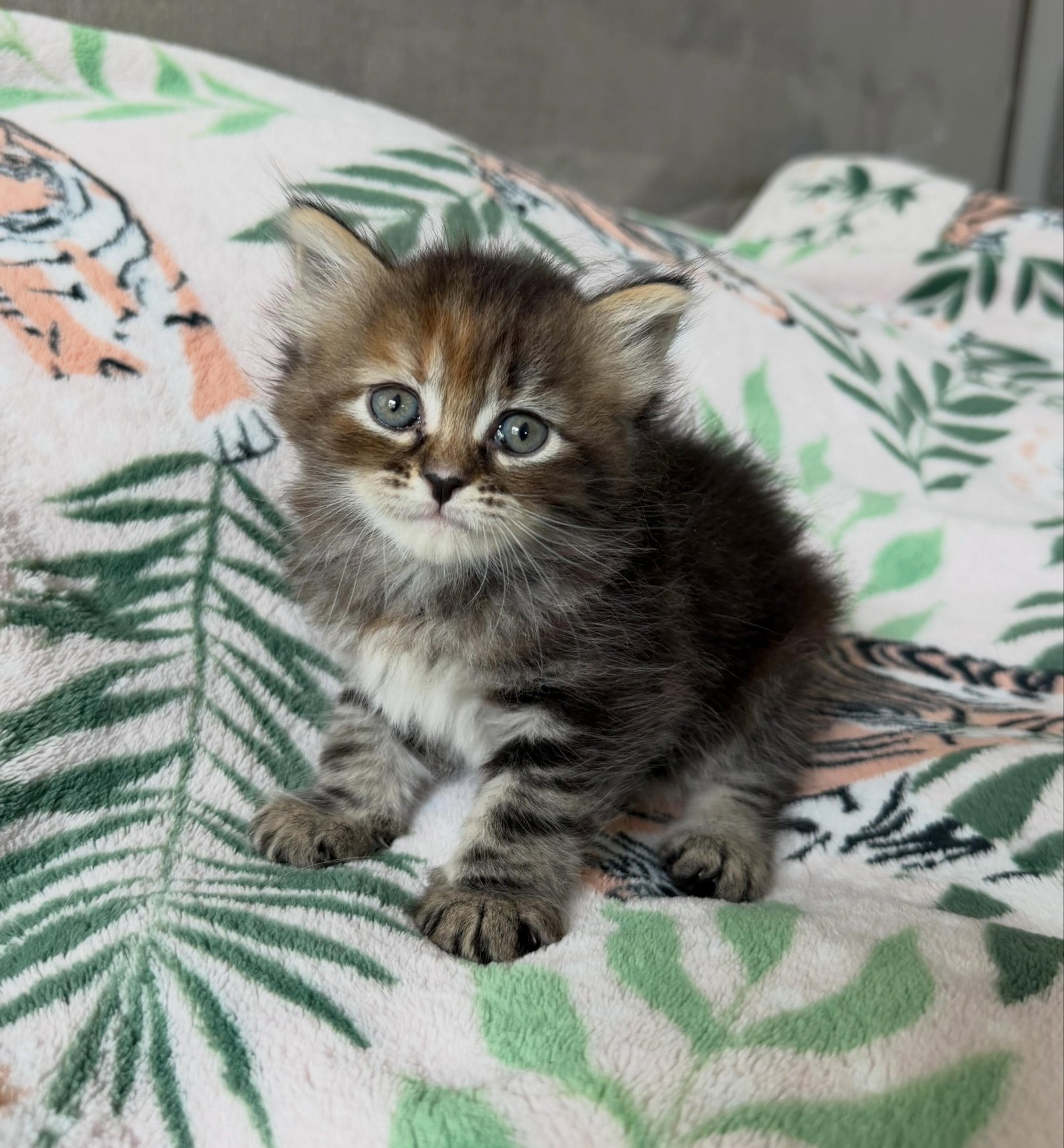 Niko, a male Siberian kitten